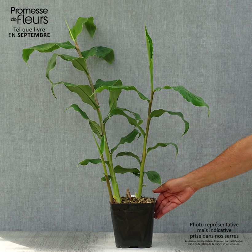 Hedychium gardnerianum - Kahili Ginger 2L/3L pot sample as delivered in autumn