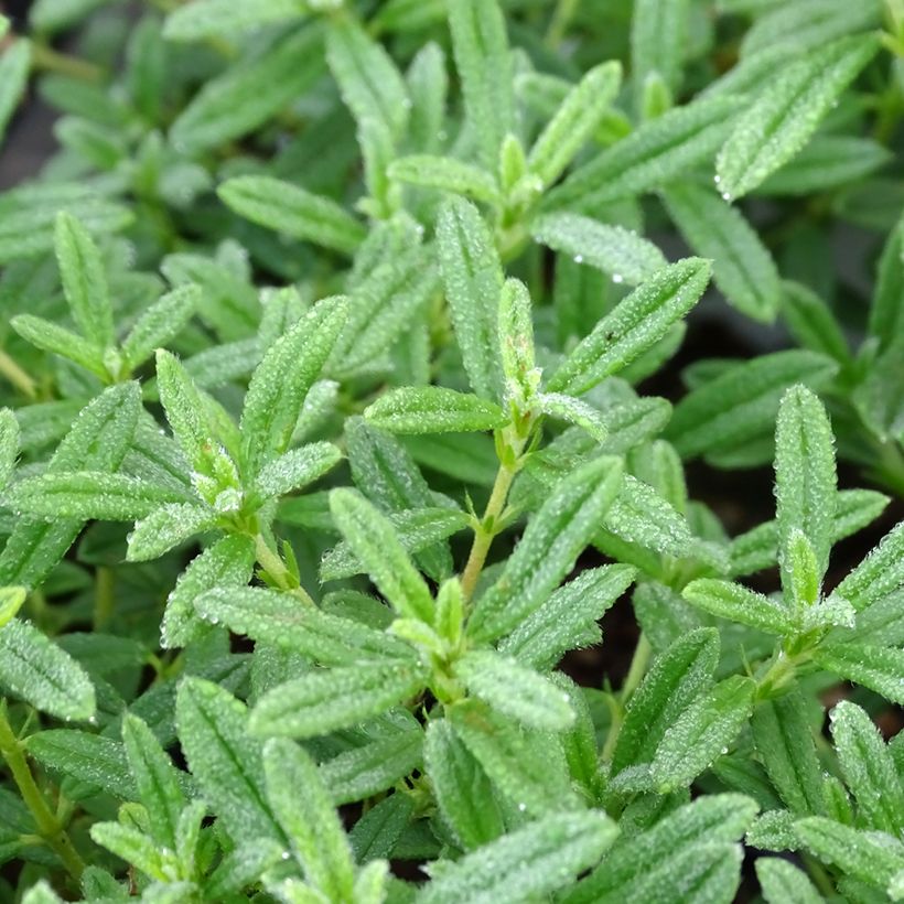 Helianthemum Golden Queen - Rock Rose (Foliage)