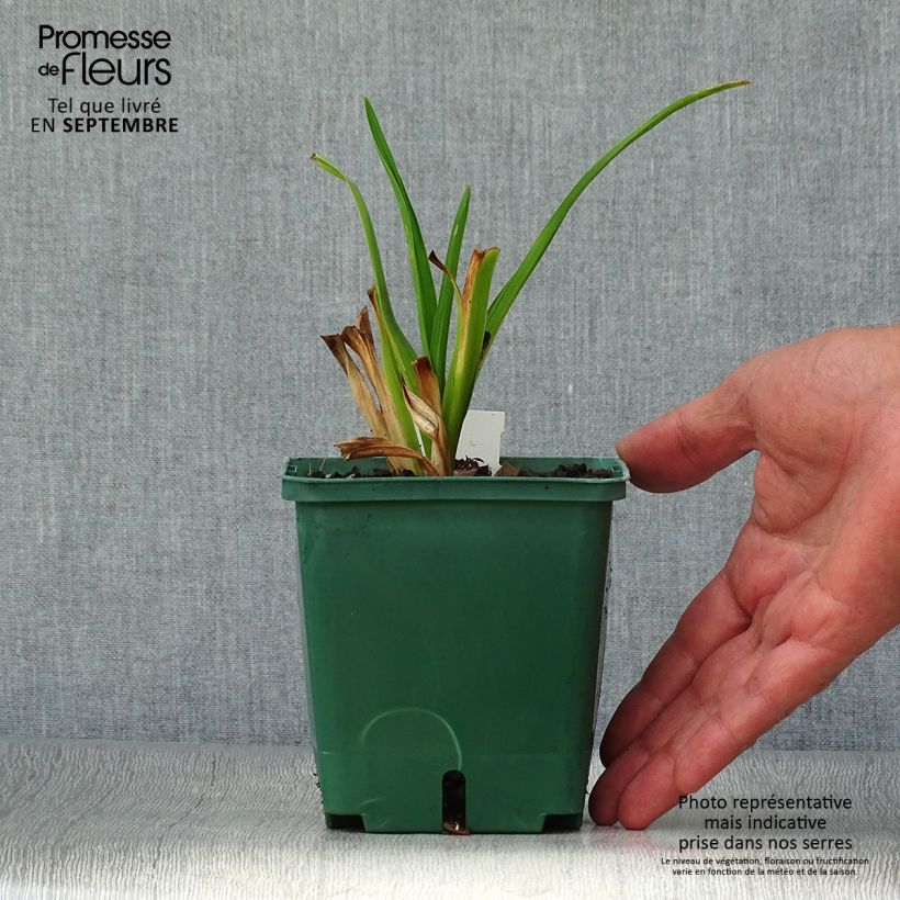 Hemerocallis Janice Brown - Daylily 1L/1.5L pot sample as delivered in autumn