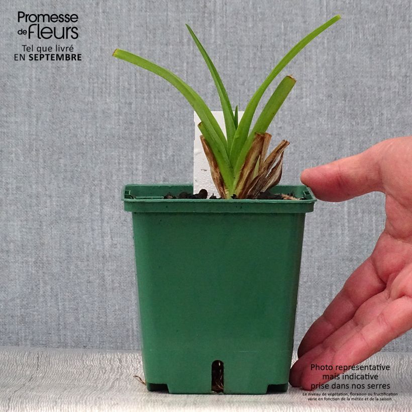 Hemerocallis Pandoras Box - Daylily 1L/1.5L pot sample as delivered in autumn