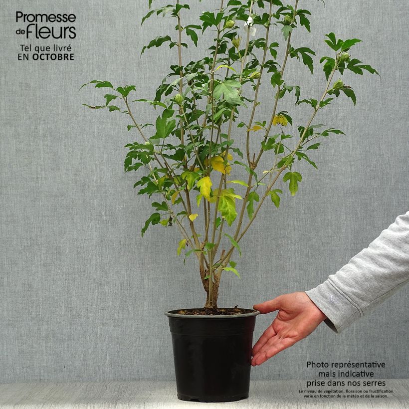 Hibiscus syriacus Russian Violet II - Rose of Sharon 3L/4L pot sample as delivered in autumn