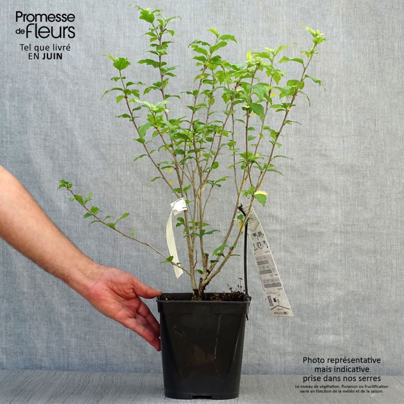 Hibiscus syriacus Russian Violet II - Rose of Sharon 3L/4L pot sample as delivered in summer