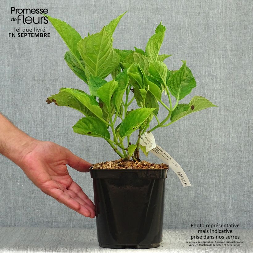 Hydrangea macrophylla Buchfink 2L/3L pot sample as delivered in autumn