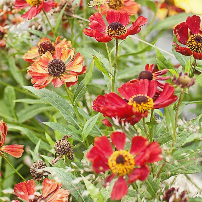 Helenium Rubinzwerg (Flowering)