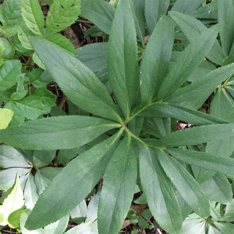 Helleborus dumetorum (Foliage)