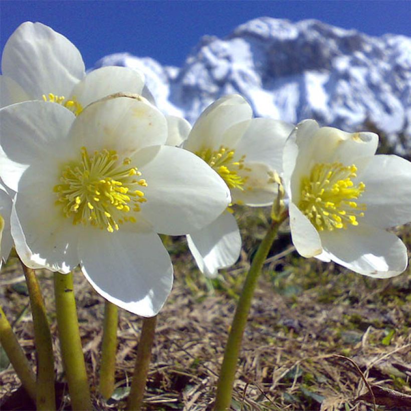 Helleborus niger Maximus - Christmas Rose (Flowering)