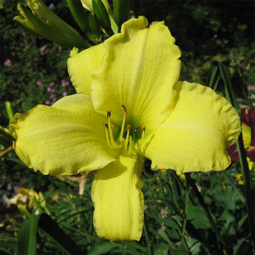 Hemerocallis Alice in Wonderland - Daylily (Flowering)