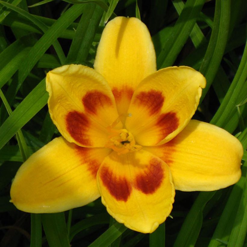 Hemerocallis Black Eyed Susan - Daylily (Flowering)