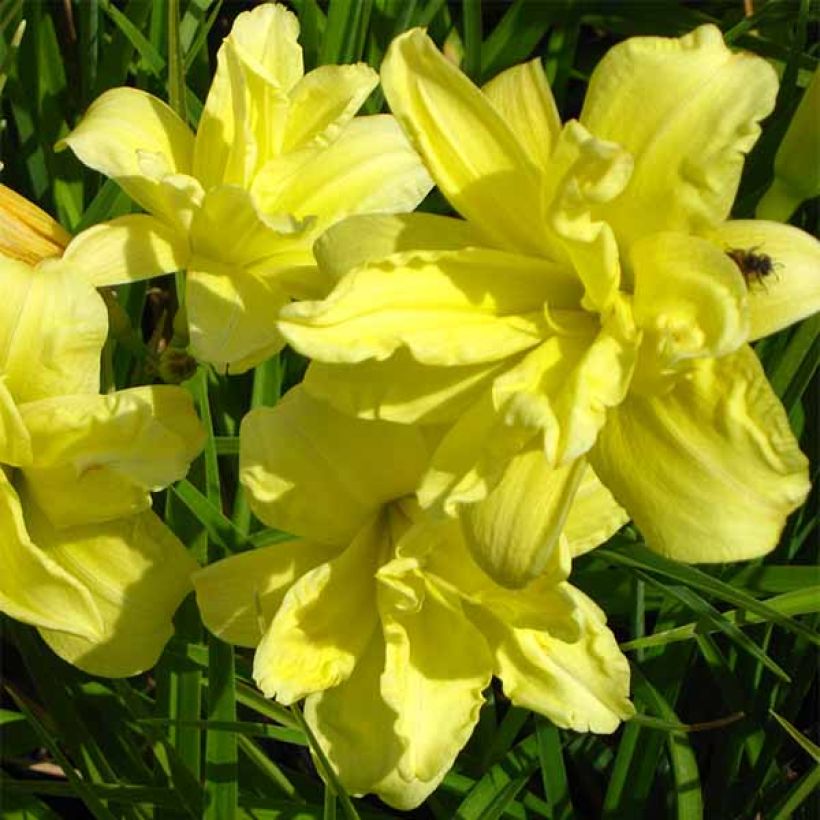 Hemerocallis Double River Wye - Daylily (Flowering)