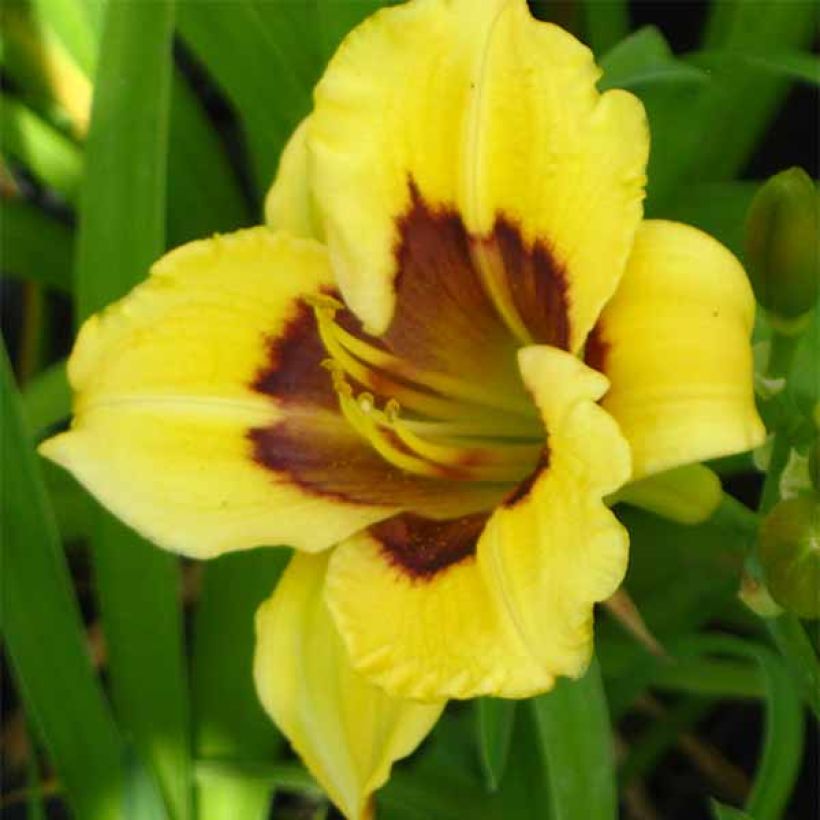 Hemerocallis Jason Salter - Daylily (Flowering)