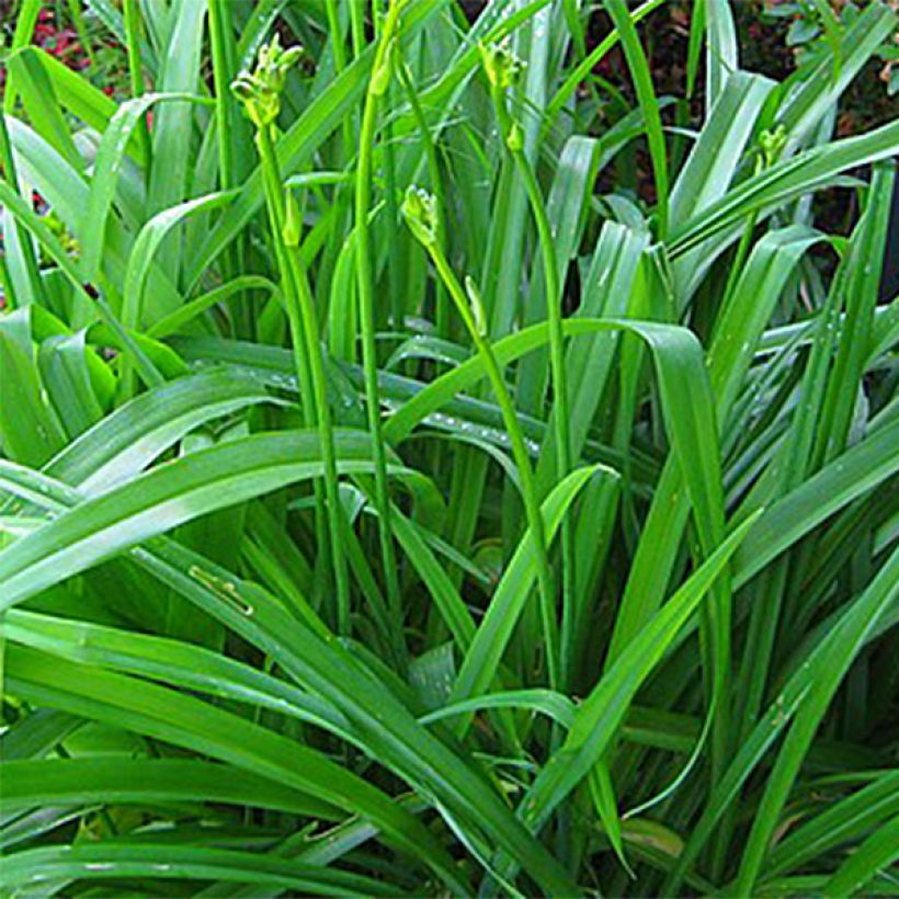 Hemerocallis Lime Frost - Daylily (Foliage)