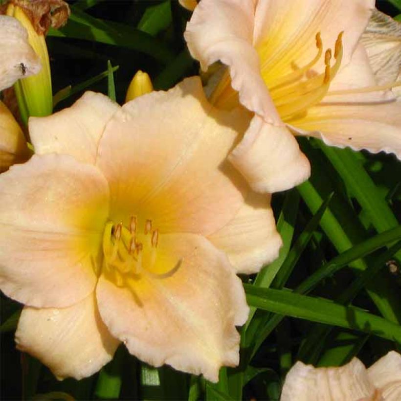 Hemerocallis Mini Pearl - Daylily (Flowering)