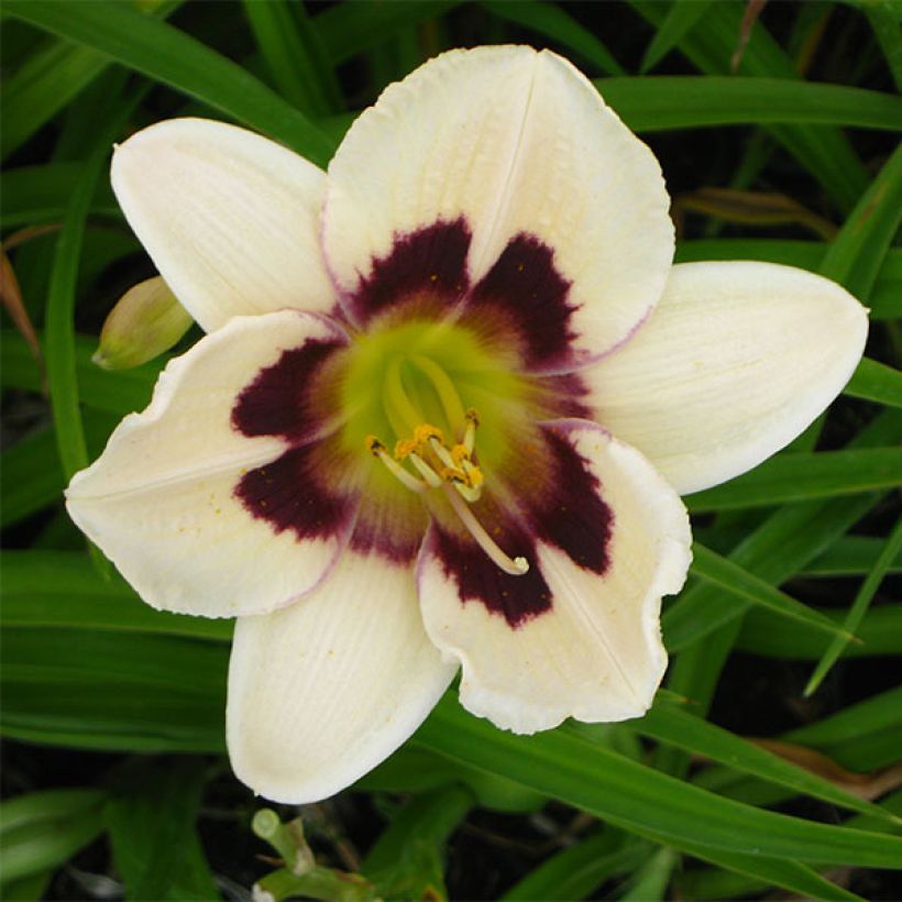 Hemerocallis Moonlight Masquerade - Daylily (Flowering)