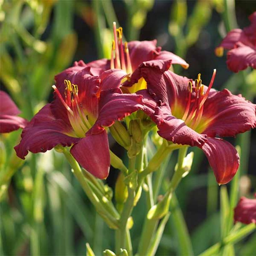 Hemerocallis Pardon Me - Daylily (Flowering)