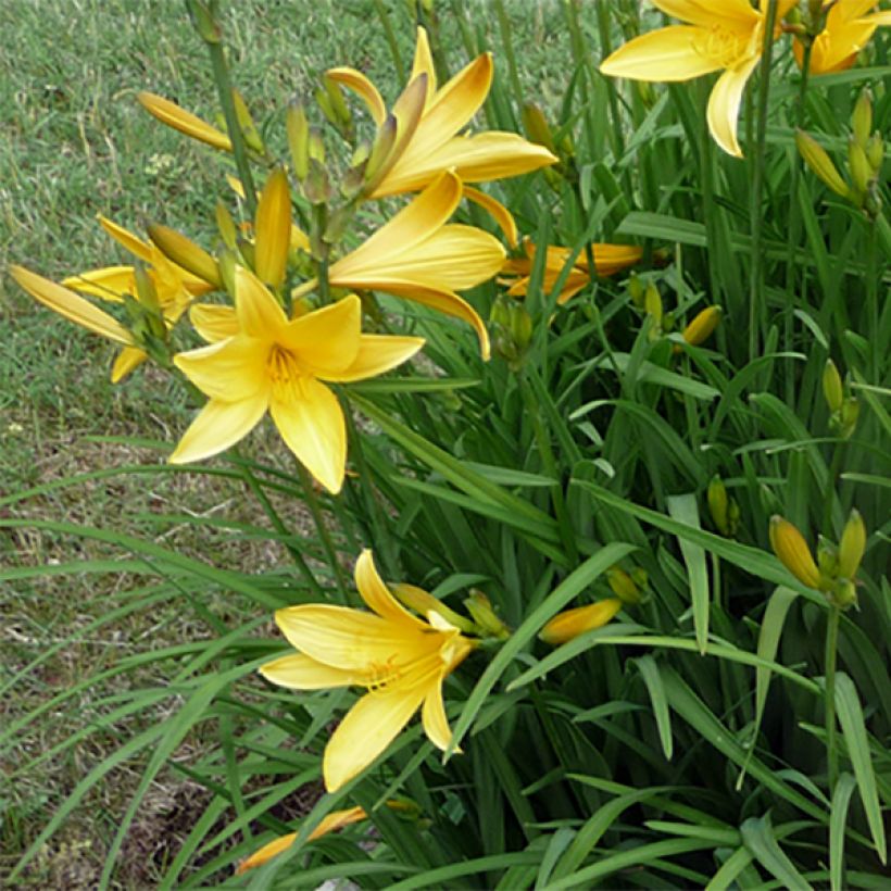 Hemerocallis citrina - Daylily (Flowering)