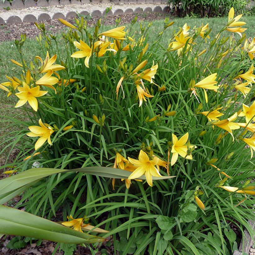 Hemerocallis citrina - Daylily (Plant habit)