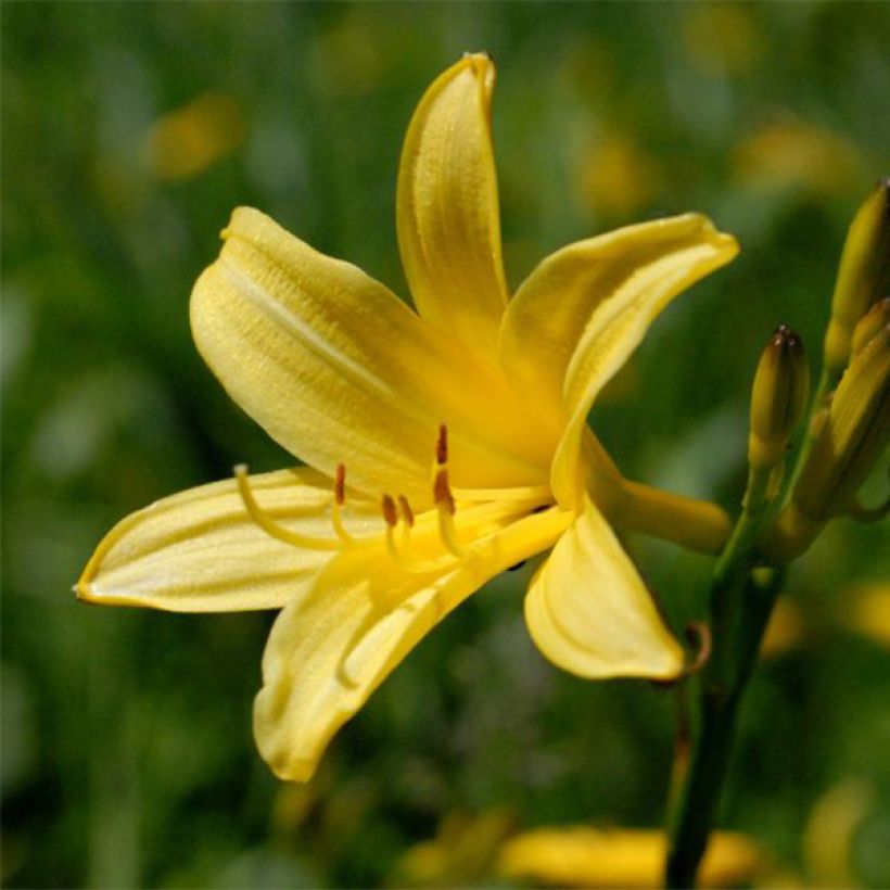 Hemerocallis lilioasphodelus - Daylily (Flowering)