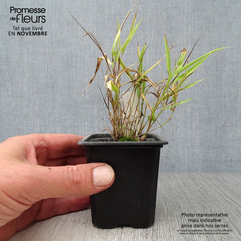 Hakonechloa macra Aureola - Japanese Forest Grass 8/9 cm pot sample as delivered in autumn