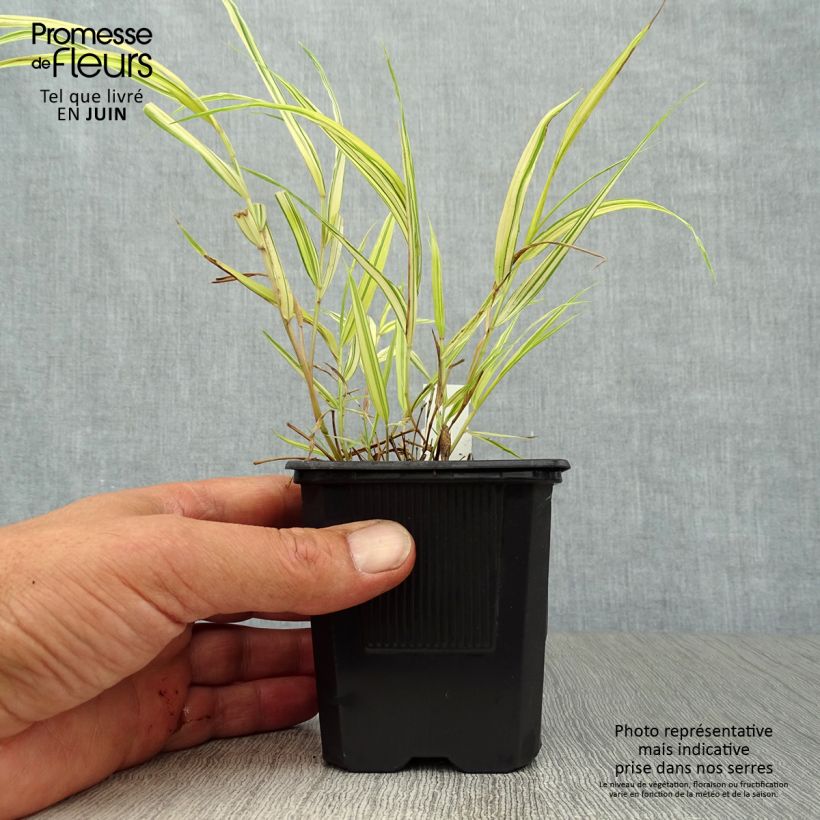 Hakonechloa macra Aureola - Japanese Forest Grass 7/8 cm pot sample as delivered in summer