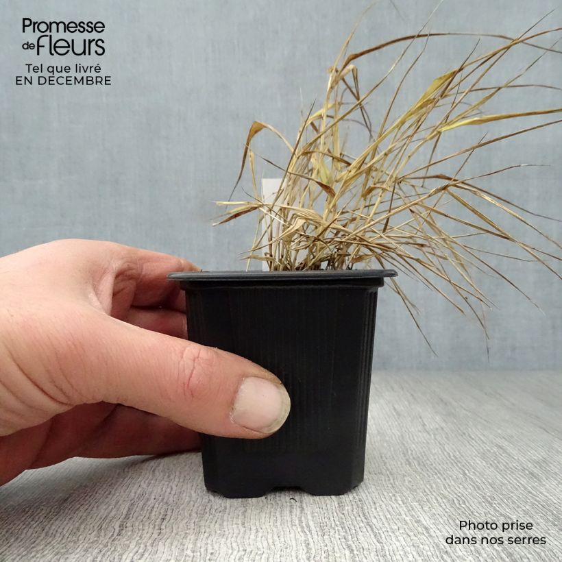 Hakonechloa macra Aureola - Japanese Forest Grass 7/8 cm pot sample as delivered in winter