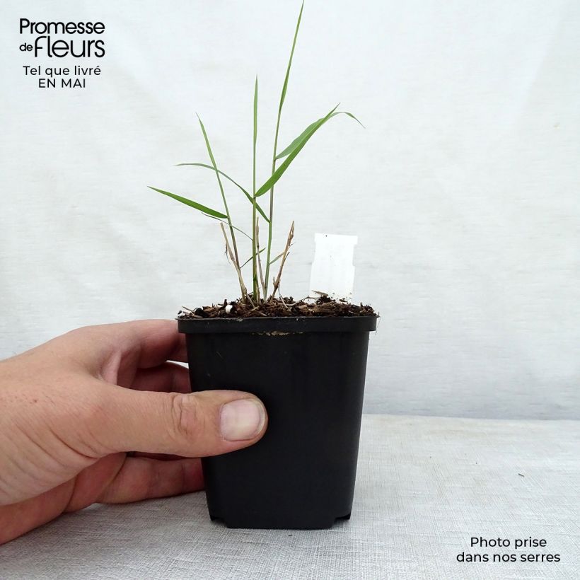 Hakonechloa macra Beni-Kaze - Japanese Forest Grass 8/9 cm pot sample as delivered in spring