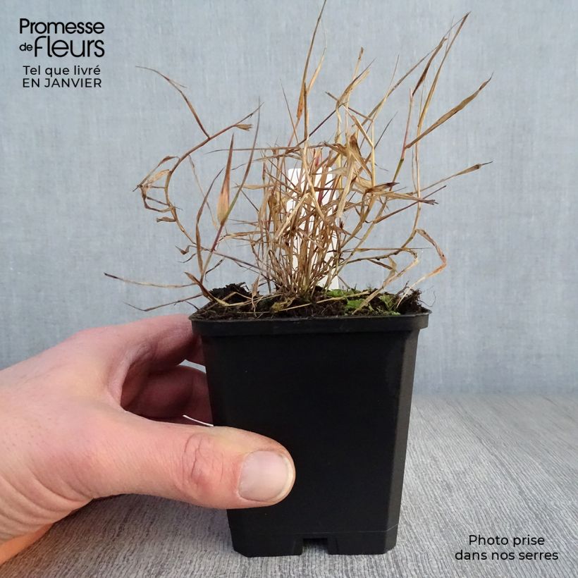 Hakonechloa macra Beni-Kaze - Japanese Forest Grass 8/9 cm pot sample as delivered in winter