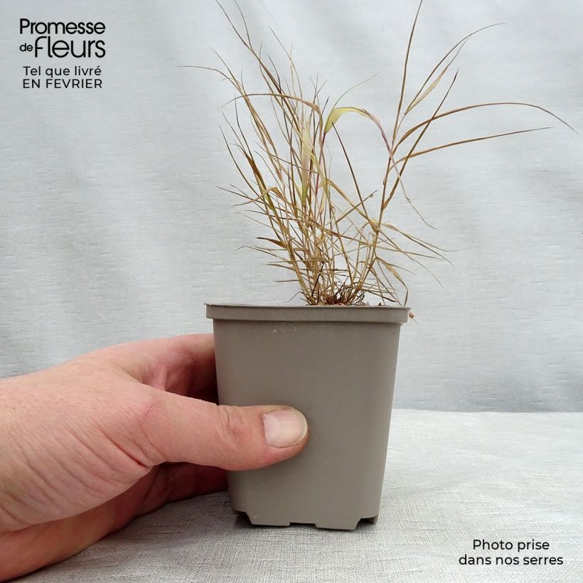 Hakonechloa macra Sunflare - Japanese Forest Grass 8/9 cm pot sample as delivered in winter