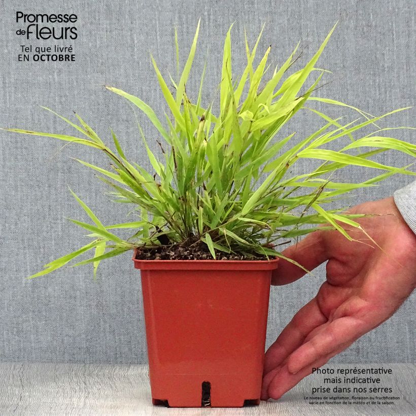 Hakonechloa macra Sunflare - Japanese Forest Grass 1L/1.5L pot sample as delivered in autumn