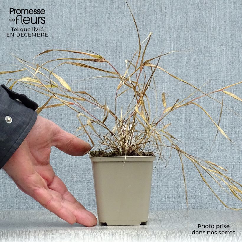 Hakonechloa macra Sunflare - Japanese Forest Grass 1L/1.5L pot sample as delivered in winter