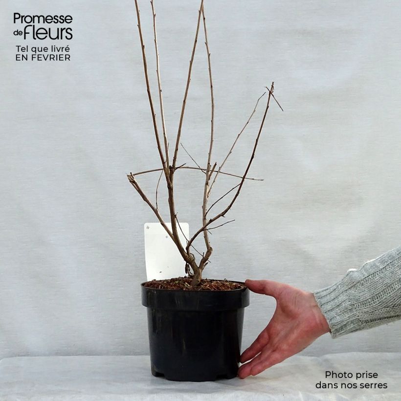 Halesia carolina - Carolina Silverbell 2L/3L pot sample as delivered in winter