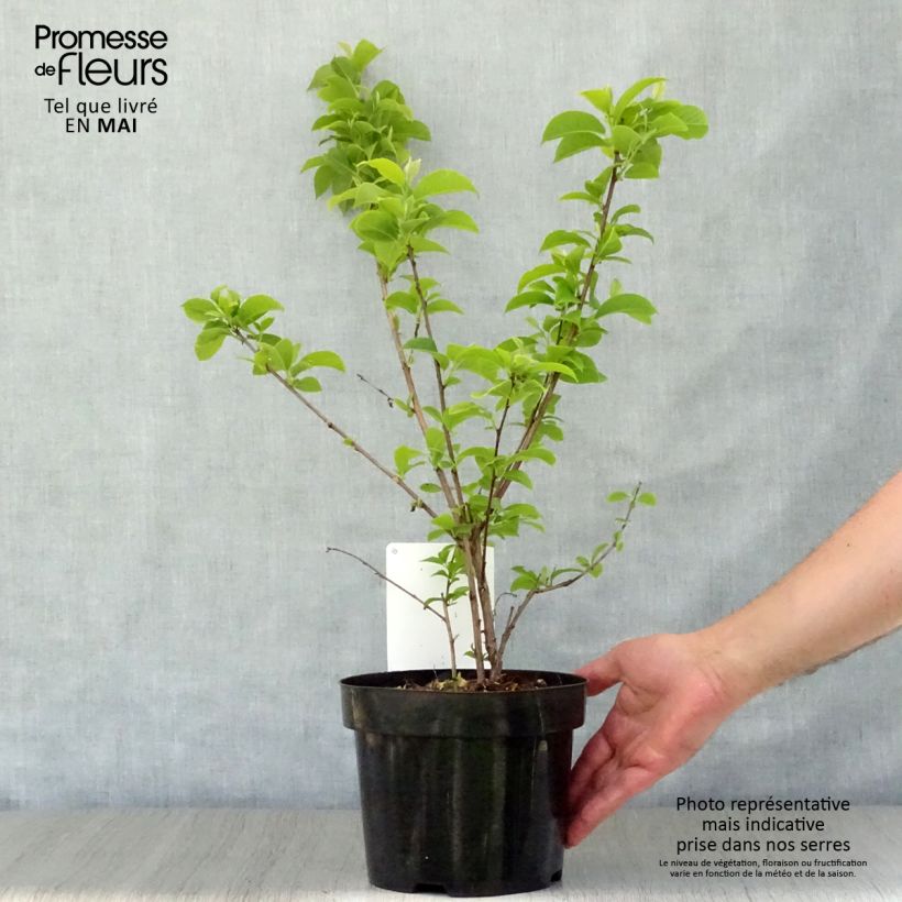 Halesia carolina - Carolina Silverbell 2L/3L pot sample as delivered in spring