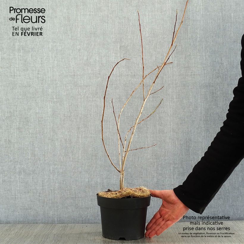 Halesia carolina UConn 2L/3L pot sample as delivered in winter