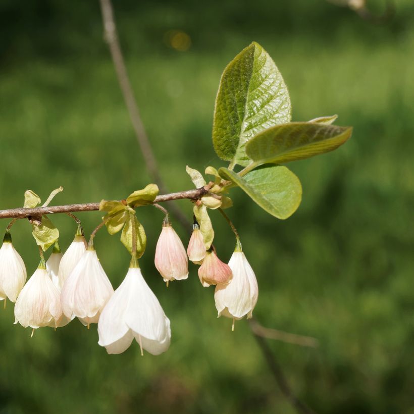 Halesia carolina var. monticola (Flowering)