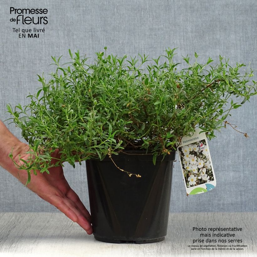 Halimiocistus sahucii 4L/5L pot sample as delivered in spring