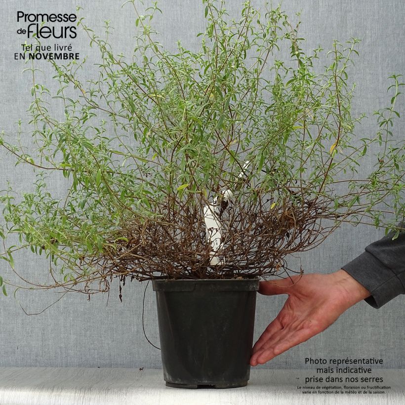Halimiocistus sahucii 4L/5L pot sample as delivered in autumn