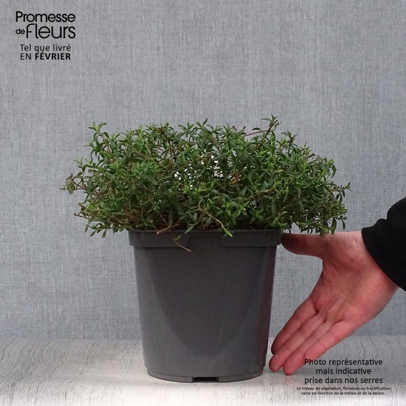 Halimiocistus sahucii 4L/5L pot sample as delivered in winter