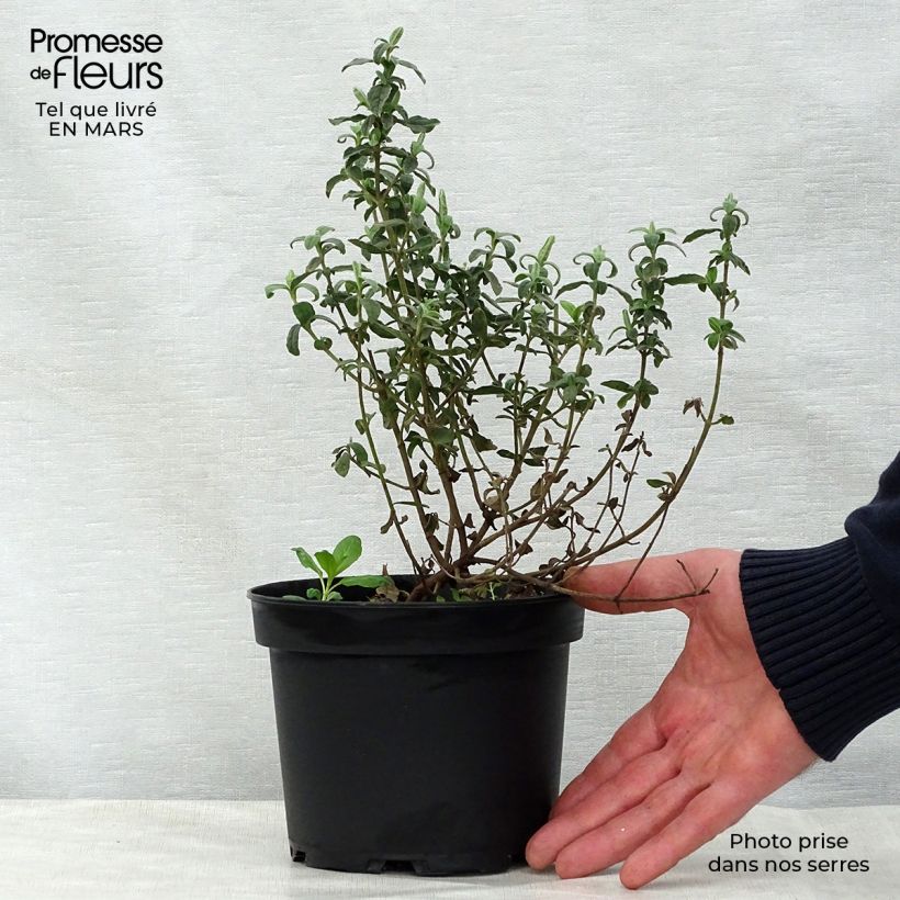 Halimiocistus wintonensis Merrist Wood Cream 2L/3L pot sample as delivered in spring