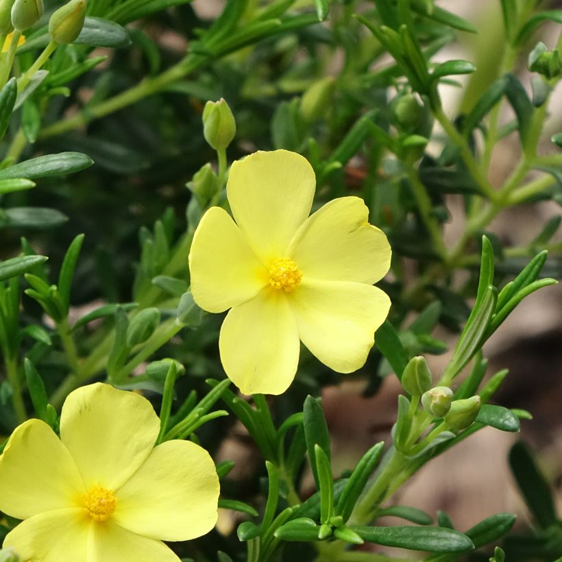 Halimium April Sun (Flowering)