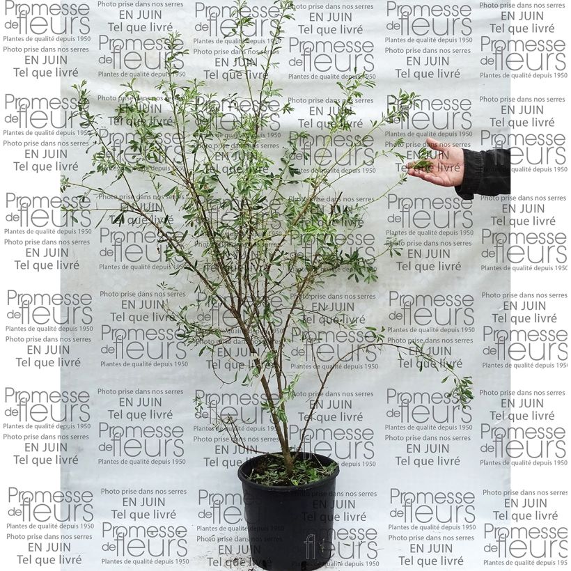 Example of Halimodendron halodendron 7.5L/10L pot specimen as delivered