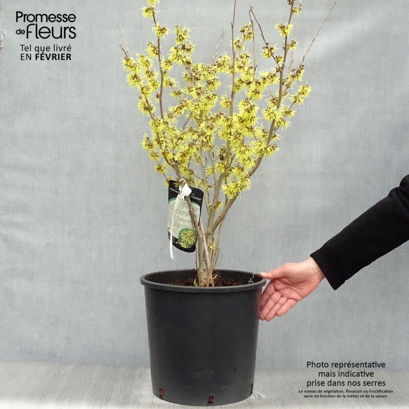 Hamamelis intermedia Arnold Promise - Witch Hazel 18L/20L pot sample as delivered in winter