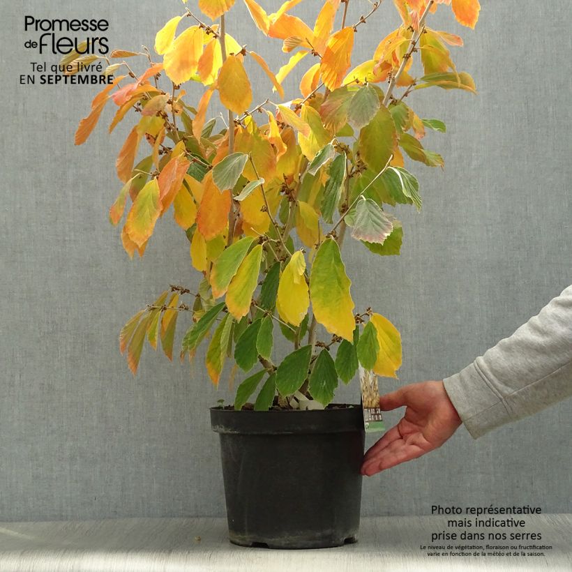 Hamamelis intermedia Arnold Promise - Witch Hazel 4L/5L pot sample as delivered in autumn