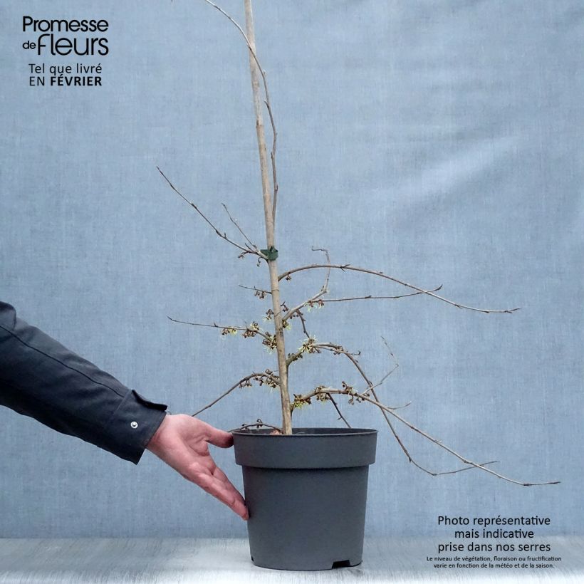 Hamamelis japonica Pendula - Witch Hazel 6L/7L pot sample as delivered in winter