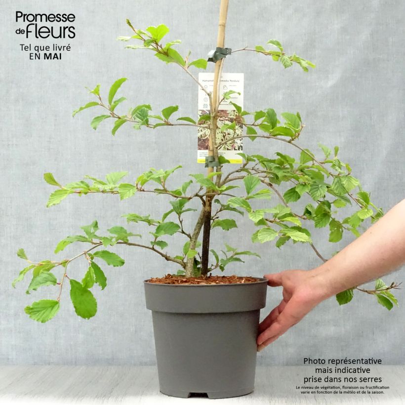 Hamamelis japonica Pendula - Witch Hazel 6L/7L pot sample as delivered in spring