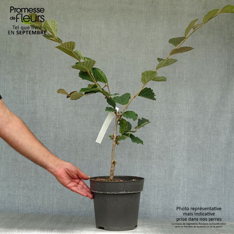 Hamamelis vernalis Washington Park - Witch Hazel 4L/5L pot sample as delivered in autumn