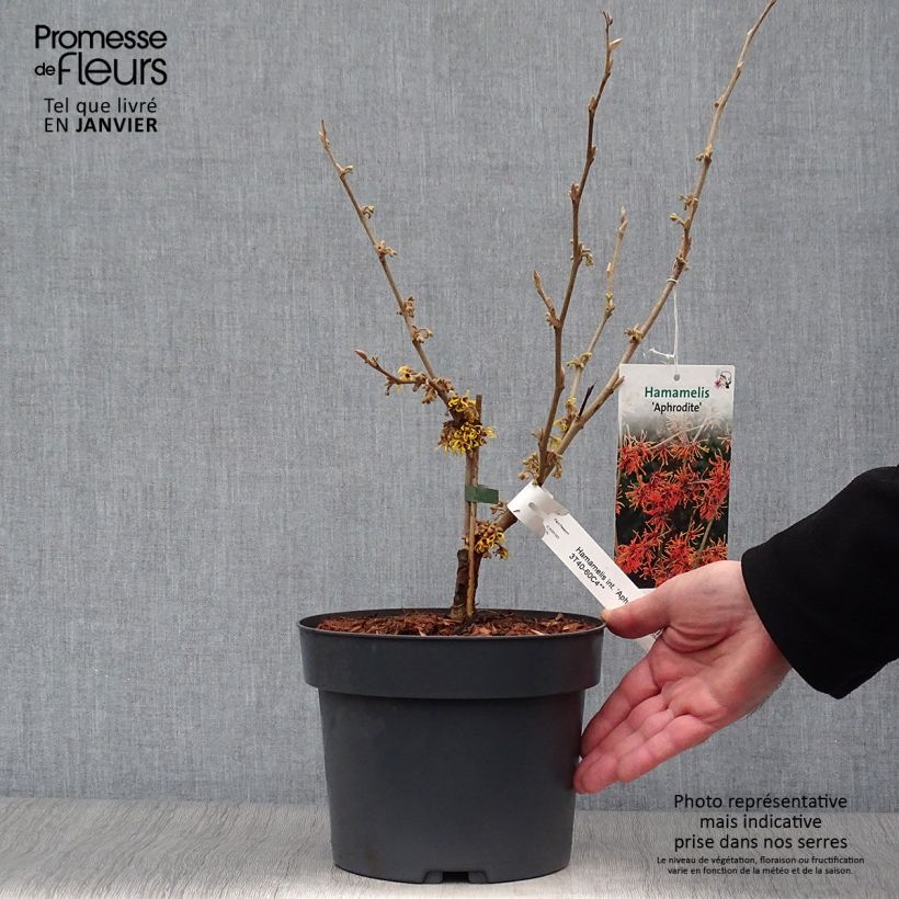 Hamamelis intermedia Aphrodite - Witch Hazel 3L/4L pot sample as delivered in winter