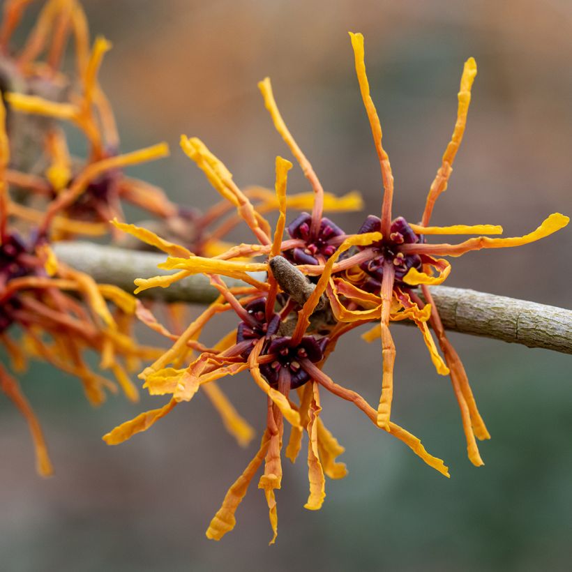 Hamamelis intermedia Aphrodite - Witch Hazel (Flowering)