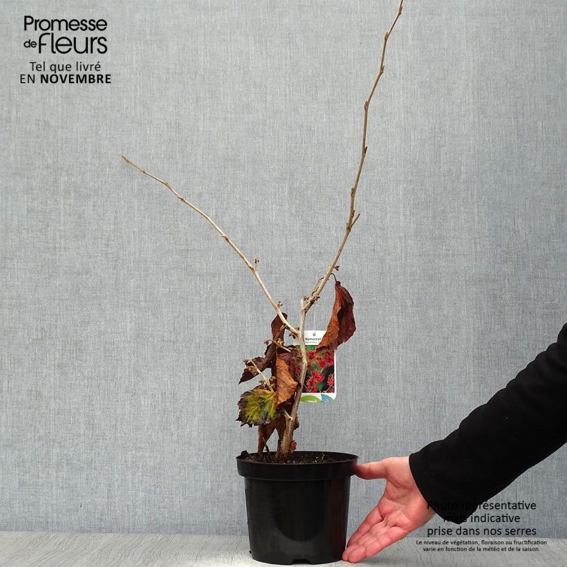 Hamamelis intermedia Jelena - Witch Hazel 2L/3L pot sample as delivered in autumn