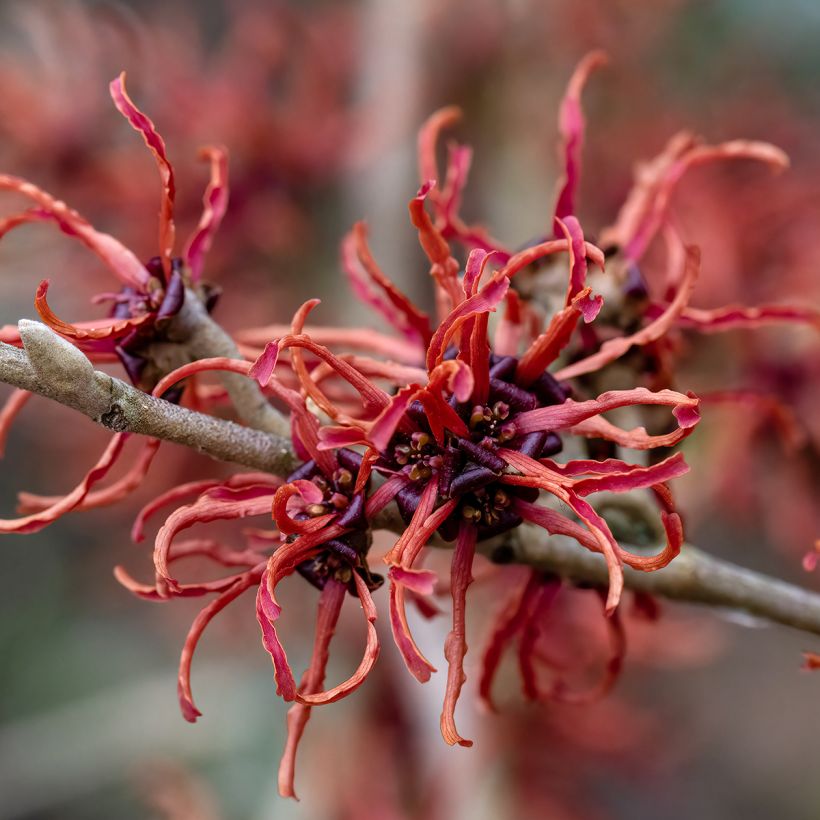 Hamamelis intermedia Rubin (Flowering)