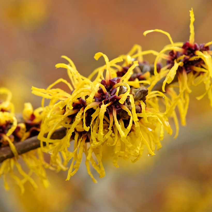 Hamamelis intermedia Barmstedt Gold (Flowering)