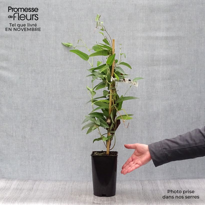 Hardenbergia violacea - Vine Lilac 2L/3L pot sample as delivered in autumn